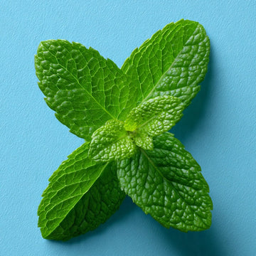 Kombucha Menta
