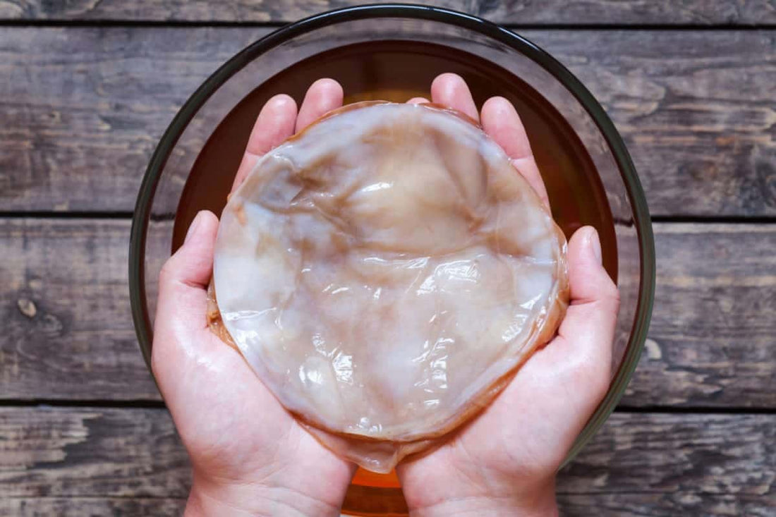 SCOBY Kombucha Kampanera